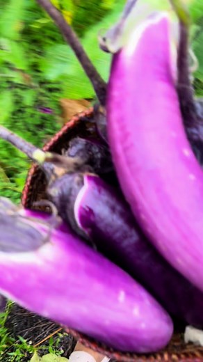 141K views · 5K reactions | Bountiful Egg plant 2025 珞 my choice! #let’s cook Egg plant cheese and red rice 珞A simple yet delicious  using #Traditional mud oven  #Bhutan #aumtoebzamhomestay #authenticbhutanesefood #DepartmentOfTourism | Aum Toeb Zam | Facebook