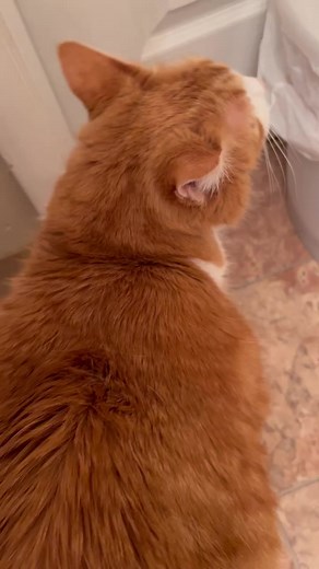 24K views · 1K reactions | I’m hungry!!!#cat #cats #meow #meows #meowmeow #meowstagram #meowfeature #catsofinstagram #catskills #hungry #catsagram #demanding #morning #catvideos #fluffycat #meowed #catlife #catlady #fyp | Butters | Facebook