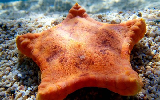 Why Is This Starfish Shaped Like a Square?