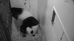 ❤️🐼 Keepers report that giant panda Mei Xiang and her newborn had a successful first night. Between bouts of good rest, Mei Xiang appeared to nurse her cub and was very attentive to its vocalizations. Staff are closely monitoring the pair via the Panda Cam, allowing Mei Xiang and her cub time to bond. 👀🎥 TUNE IN: https://s.si.edu/2xiVLKp. #PandaStory #PandaCubdates | Smithsonian’s National Zoo and Conservation Biology Institute
