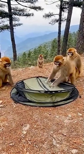 Monkey Jumps on a Folded Tent… and Gets Trapped Inside a Hidden Snare! 🐒⛺😳