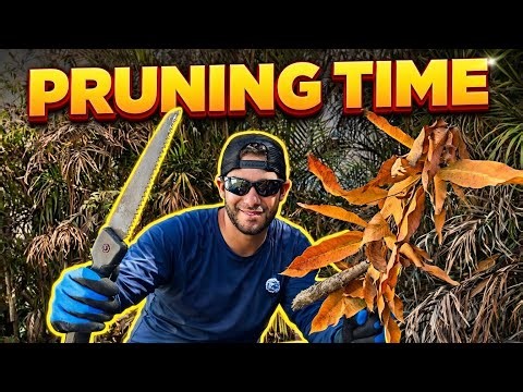 Pruning Mango Trees After the Freeze — What I’m Cutting First
