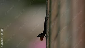 Brown Anole Lizard displaying its dewlap and doing push-ups.