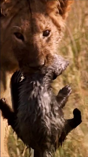 An unfair battle... the lions and the honey badger