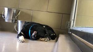 ✔️Rescued 8/6/19 Update 8/6/19: 🚨NOW ON EUTH LIST! Likely only has until 5pm to 8/6/19! Contact the shelter immediately if you can help!🚨 Police confiscate due to owner being hospitalized. Blackie came in with multiple other dogs YELLOW: BEHAVIOR (not stated what kind of behavior) ♡ BLACKIE ♡ (name on kennel card) #A0948243 23lbs I am a neutered male, black and tan Chihuahua - Smooth Coated mix. The shelter staff think I am about 9 years old. I have been at the shelter since Jun 07, 2019. My s