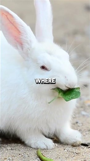 Rabbits Eat Their Own Poop 🐰🥕Rabbits Eat Their Own Poop 🐰🥕 #animalfacts #wildlife