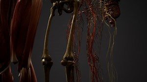Animated 3D human anatomy illustration