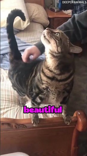 Why Are Tabby Cats So Special? 🐾😺 #cat #animalfacts #animalshorts