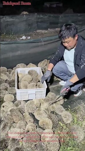Hedgehog Farm: How to Handle Them Safely! 🦔 #HedgehogCare #AnimalHandling #Wildlife