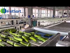 Adjustable Mini Cucumber Grading Machine Vegetable Sorting Equipment Gherkin Grader Sizer