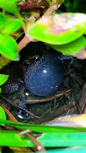 These frog sounds are weird