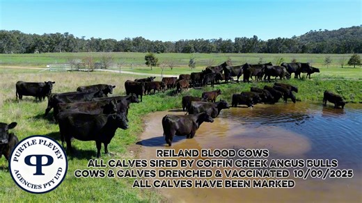 To be offered this Friday, 26/9/2025 on AuctionsPlus Eastern States Cattle sale. ⚡️20 x 20 Angus x Angus Cows and Calves For Further information Contact Michael Purtle 📲0457851709 | Purtle Plevey Agencies P/L