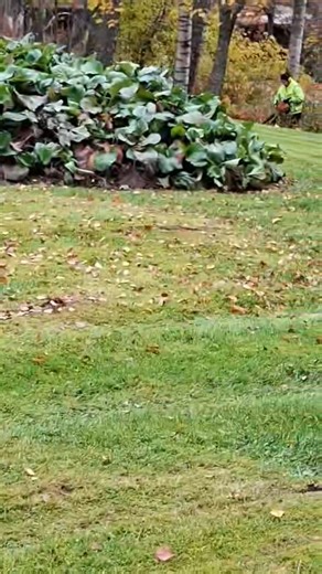 Lehdet saaneet kyytiä, kyllä Grillo FD900 on peto tässä puuhassa ja puhallukset hoituu Stihllin BR800 reppulehtipuhaltimella sekä BG56 : sen tahdissa. | Urakointi Ville Vierjoki