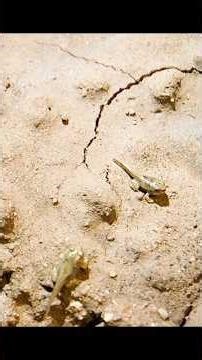 The fastest growing road in the desert. Spadefoot toad #animals #wildlife