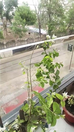 Good morning everyone #ytshorts #mastimoment #love #gardening #cute
