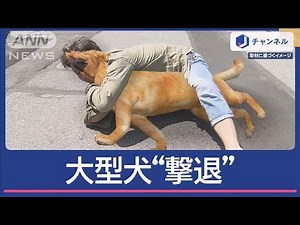 大型犬“押さえ込み”襲われた人を救助 男性に表彰【スーパーJチャンネル】(2025年4月17日)