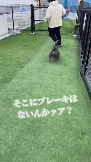 エキゾチックブリー子犬の魅力と飼い方