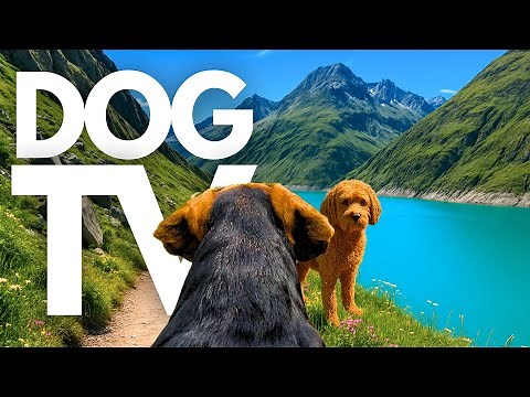 TheDogCam | 10hrs of Mountain Lake Virtual Dog Walks In The Swiss Alps 🐾🌊 GoPro DogTV
