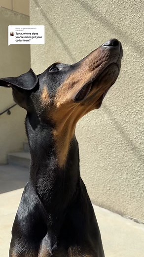 Top Dog Collars for Your Stylish Pup