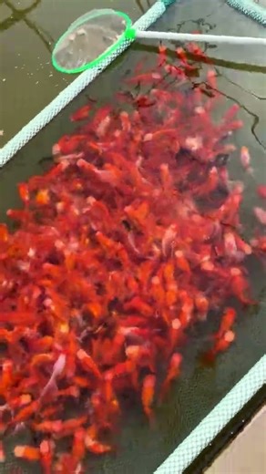 This is the most ordinary goldfish! It was raised with discarded fish fry! #goldfish #koi #aquarium