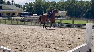 Snapper is a very special boy! And sooooo comfy!! #snapper #ottb #tbmakeover | Pacific Farms Incorporated | Facebook