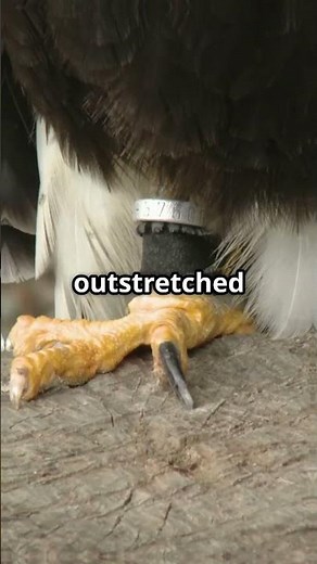 Haast’s Eagle: The Giant Predator That Hunted Humans! #HaastsEagle #gianteagle #extinctbirds #facts