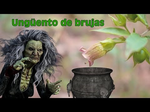 👁️Belladonna, the WITCHES' plant🧙🏼‍♀️ (Atropa belladonna), Plants for Traditional Use 14