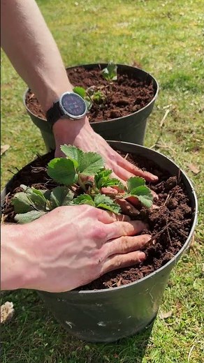 Planting 20+ Strawberries for Summer! 🍓