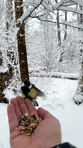 One-Legged Acrobat: In a snowy ballet, a brave little bird with just one leg gracefully lands, seizes a snack, and takes off, creating a fleeting moment of winter magic. | Squirrels by Fotoscenen