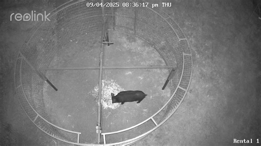43K views · 117 reactions | #1066 Camera issues missed the drop but this was the last straggler behind Mcdonalds at rhe Ladybug stables | Thermal Solutions Hog Control | Facebook