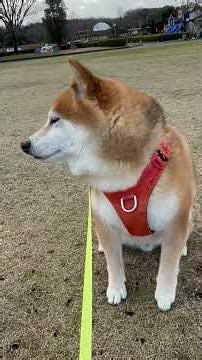 最後に柴犬らしくオラオラ系になります。 #柴犬 #柴犬カンチ