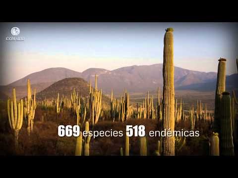 Tunas, nopales, pulques y mezcales: Matorrales - ECOSISTEMAS DE MÉXICO