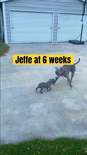 3 yrs ago today we were introduced to our boy "Jeffe" #bullylyfe