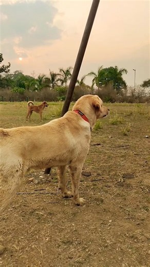 Labrador barking shorts 🐕🫣😡#barking video #dog #part 65