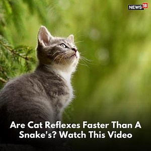 21K views · 88 reactions | Did you know a cat's response time is faster than that of a snake? IFS Susanta Nanda shared a video which proves this fact. Take a look! #AmazingNature #Cats #CatLovers #Feline #Reptiles #Snakes | News18 | Facebook