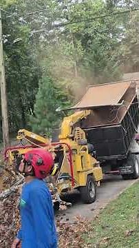 Acorn tree & shrubs services LLC #treeremoval #treeservice #Raleigh #arborist #treeclimber