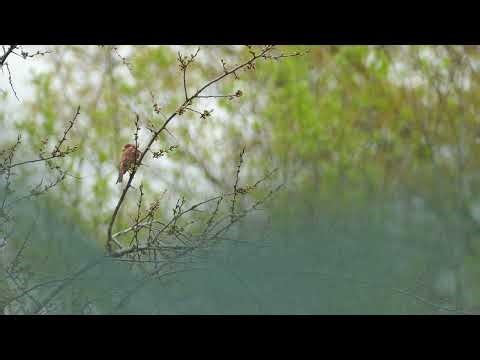Purple Finch Call & Song | Authentic Backyard Bird Sounds