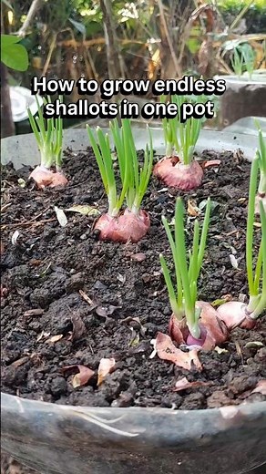 How to Grow Sprouting Shallots in Pots for Endless Fresh Greens #gardening