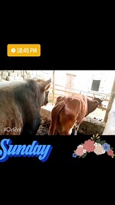 Animals sale on Reels