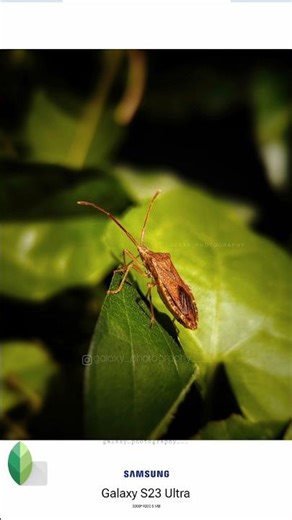 Creative mobile photography 🌿 galaxy_photography (pro mode) #tutorial #samsung #camera #promode