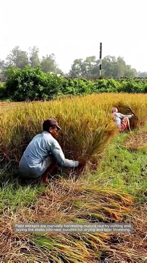 Hand-Cutting Rice into Drying Bundles
