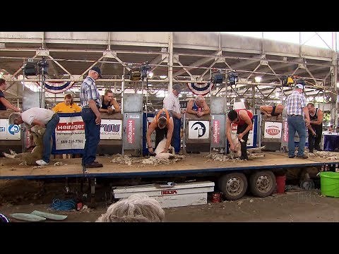 Sheep Shearing Contest