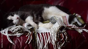On the plaid lies a gray cat with a white snout. The cat is watching.The cat plays and turns over on its back.
