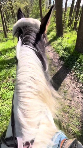 Erster Ausritt mit beam💕 #ausritt #jimbeam #reitbeteiligung #horse #pferd