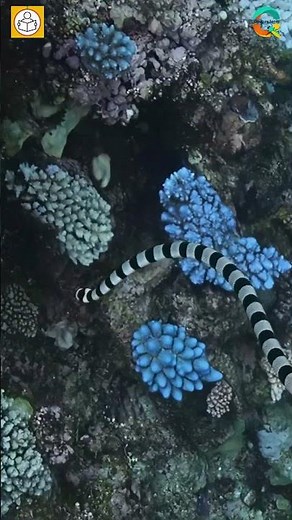 Sea Krait: Amphibious Reef Hunter 🐍🌊 #SeaKrait #SeaSnake #MarineLife #OceanFacts #snakefacts