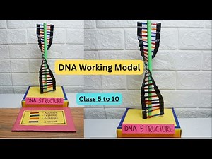 DNA Structure Model | Easy Science Project for School Exhibition | DNA 3D working model project DIY