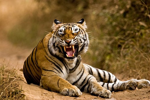 10 animals that could kill a tiger | Discover Wildlife