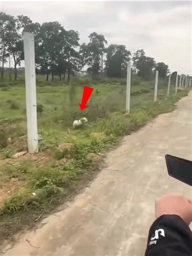 The Puppy Who Stopped a Journey 🐶❤️