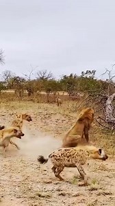 Hyenas vs. One Lion In the wild of Tanzania, a lone lion faces a relentless clan of hyenas a classic showdown between two of Africa’s most iconic apex predators. Both species rule the food chain, and both are opportunistic hunters. When a fresh kill is at stake, neither hesitates to fight for it. Lions rely on sheer size and strength to dominate most encounters. Hyenas, armed with crushing jaws and tight social bonds, use teamwork and numbers to tip the odds. Conflicts erupt when territories ove