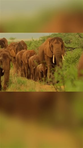 #animal #animaltok #fypage #documentary #savana
